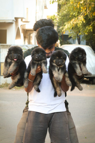 German shepherd