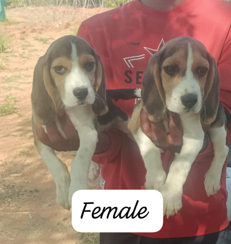 Beagle