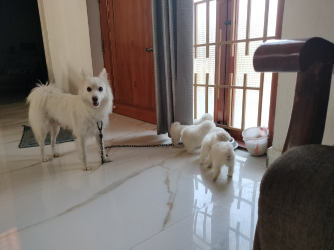 Pomeranian puppies for sale