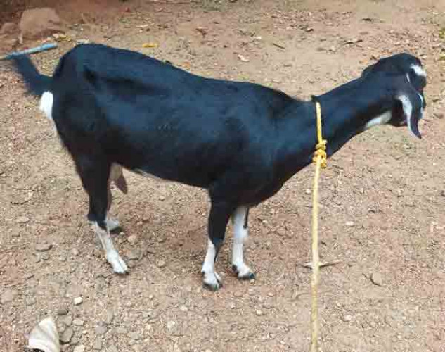 Milk goat and calf