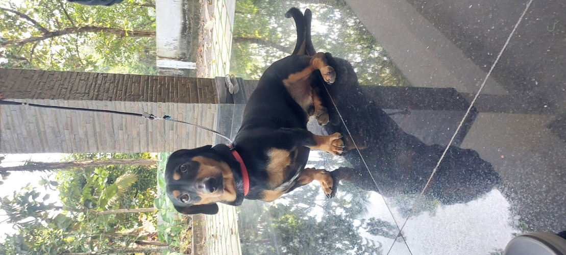 Dachshund / Dach