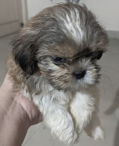 Maggie