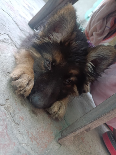 Dog sell