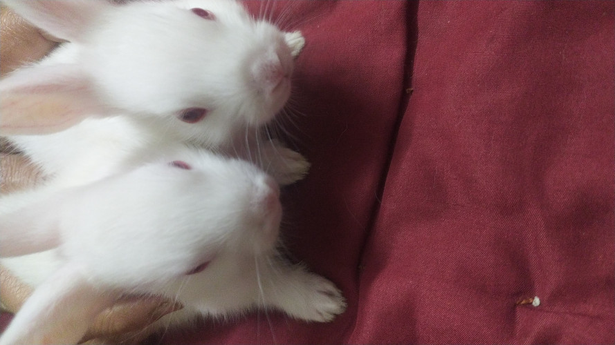 Rabbit