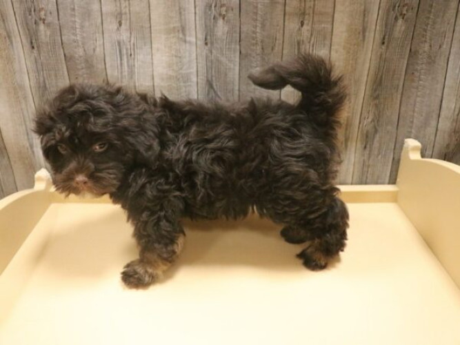 Trust Kennel Havanese Pups For Sale  Delhi