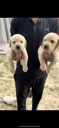American Labrador