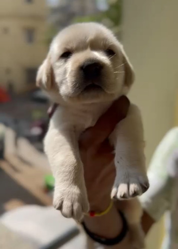 Lab