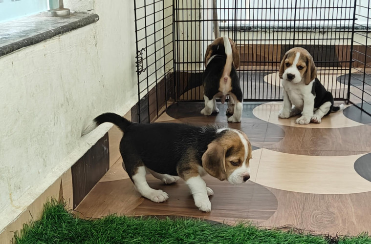 Beagle