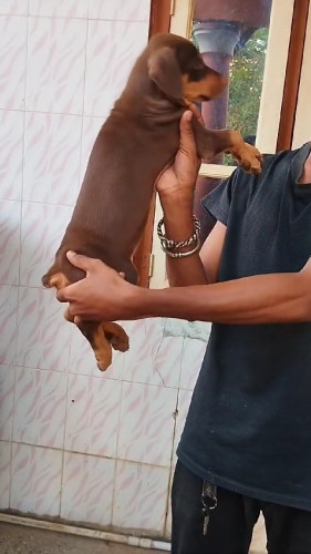 Doberman Puppy