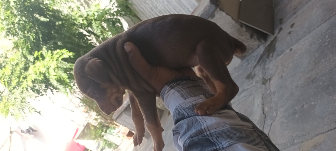 Dober men dog