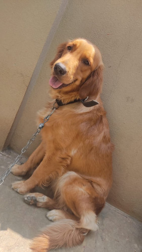 Golden retriever