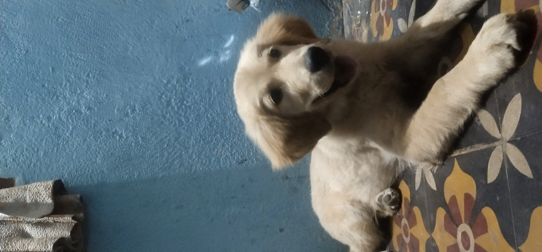 Golden retriever puppy