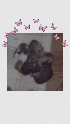 Indie kittens