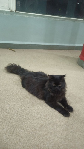 Parsian cat