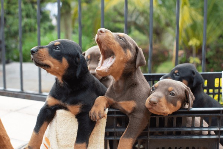 Doberman
