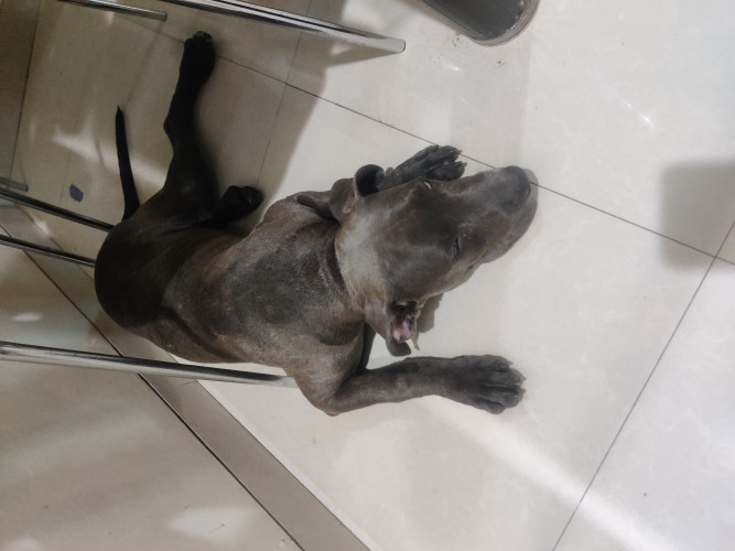 American Bully