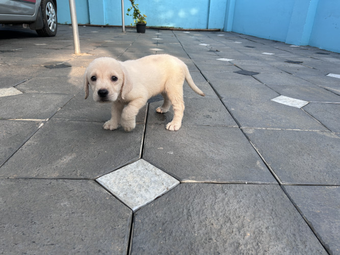 Lab for sale