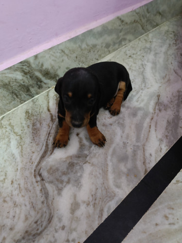 Datchsund