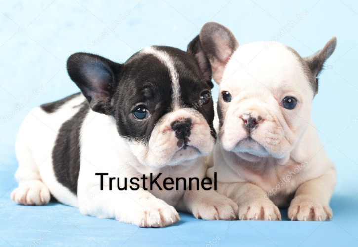 Trust Kennel French Bulldog Pups Available