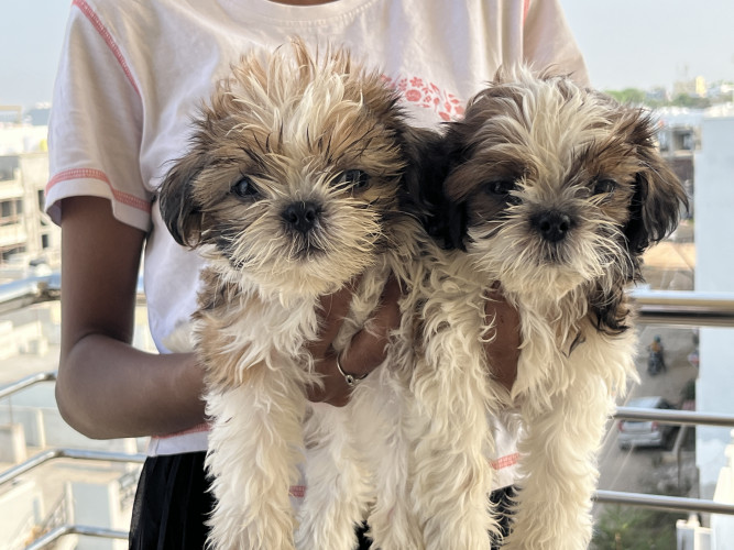Sithzu Puppies