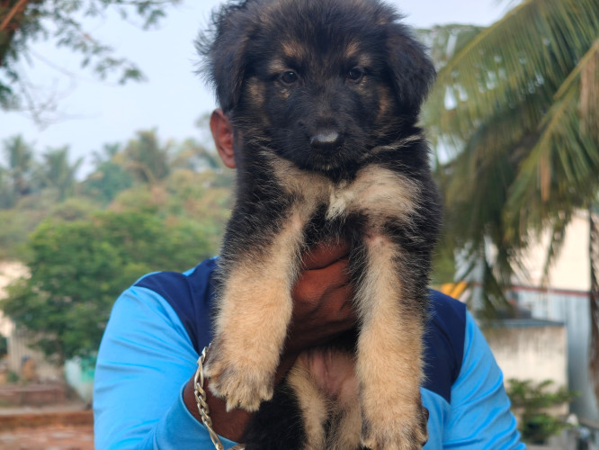 German shepherd