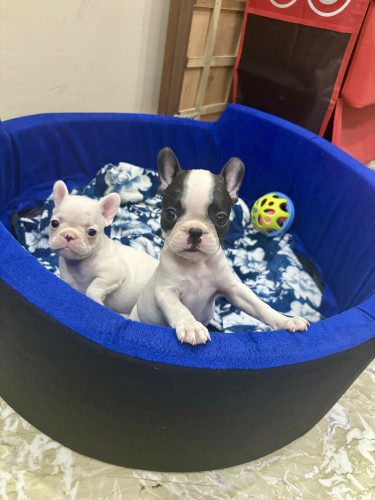 French bulldog pups for sale