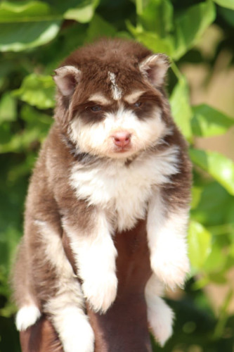 Husky