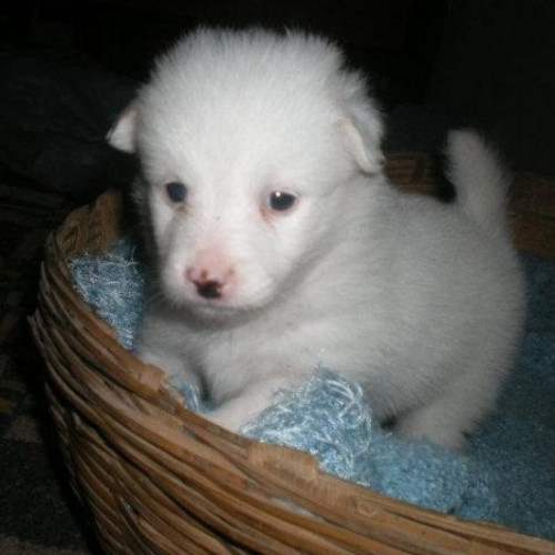 Pomerania pup for sale