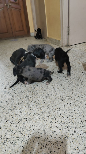 heavy great dane puppies available
