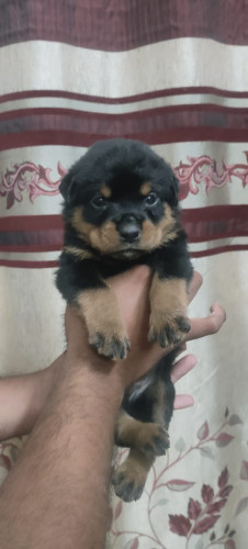8754615589 rotwiller puppies available