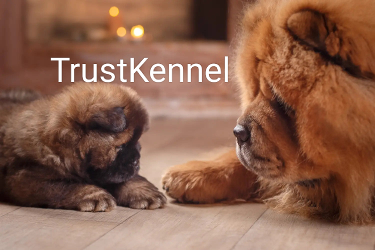 Trust Kennel ChowChow Pups Available Here Call Me