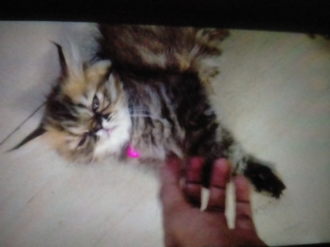 Persian cat