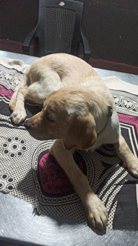 Labrador
