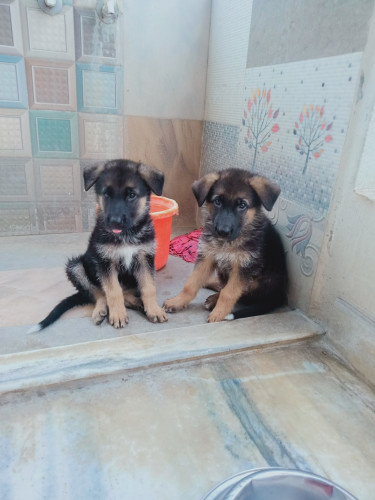 Dogs for sale