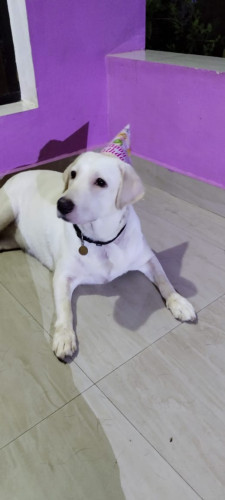 Lab dog