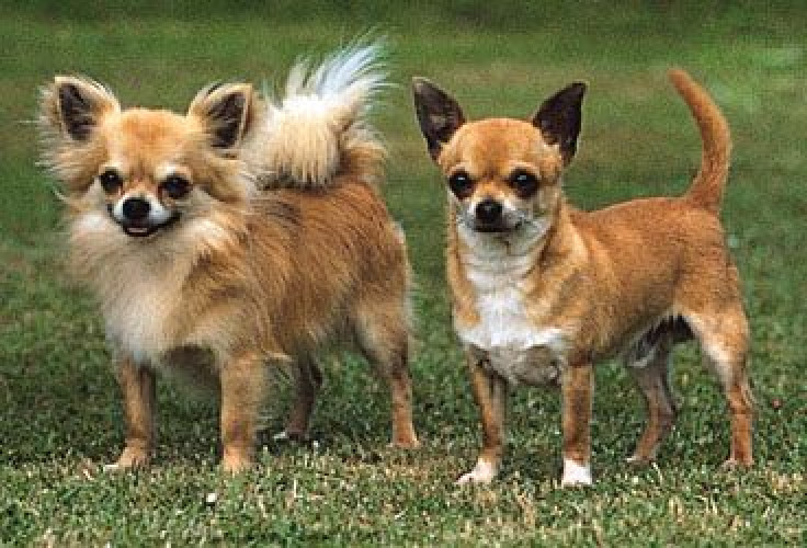 *****Chihuahua***""pups ava 8178402669