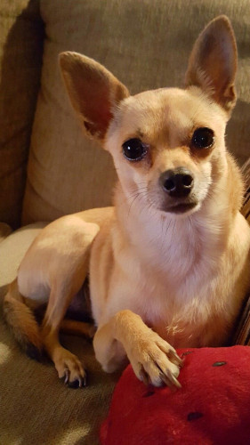 Chihuahua pups