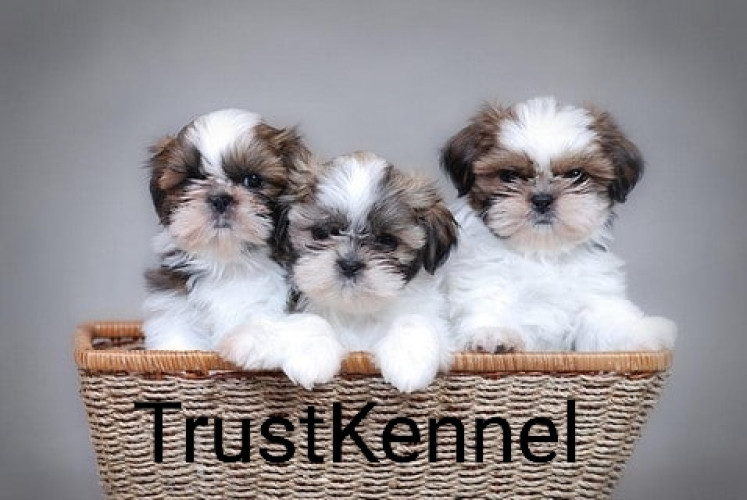 Trust Kennel ShihTzu Puppies Available Here Call Me