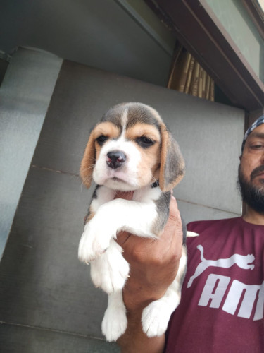 champion-quality-full-healthy-beagle-puppies-to-go-new-homes-iid-737418