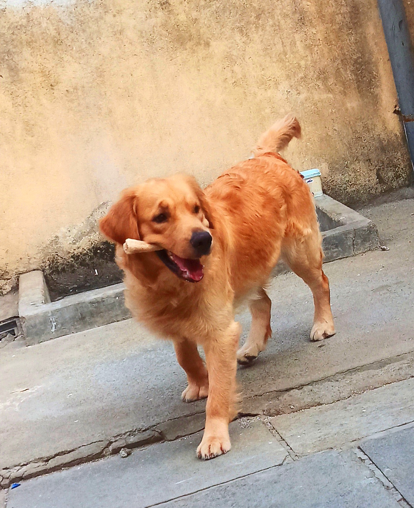 Golden retriever