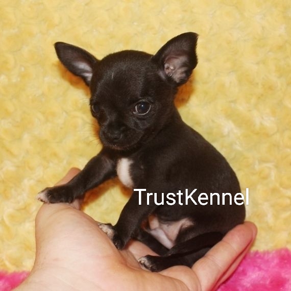 Chihuahua Pups For Sale Delhi