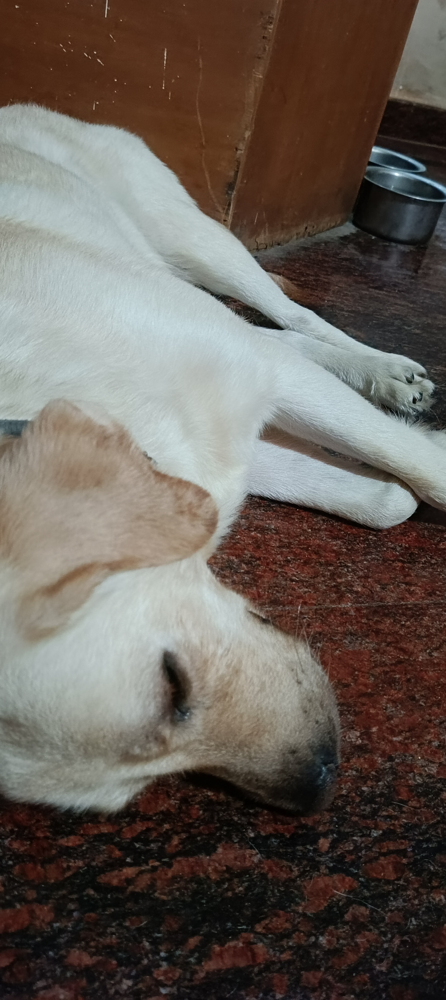 Active labrador