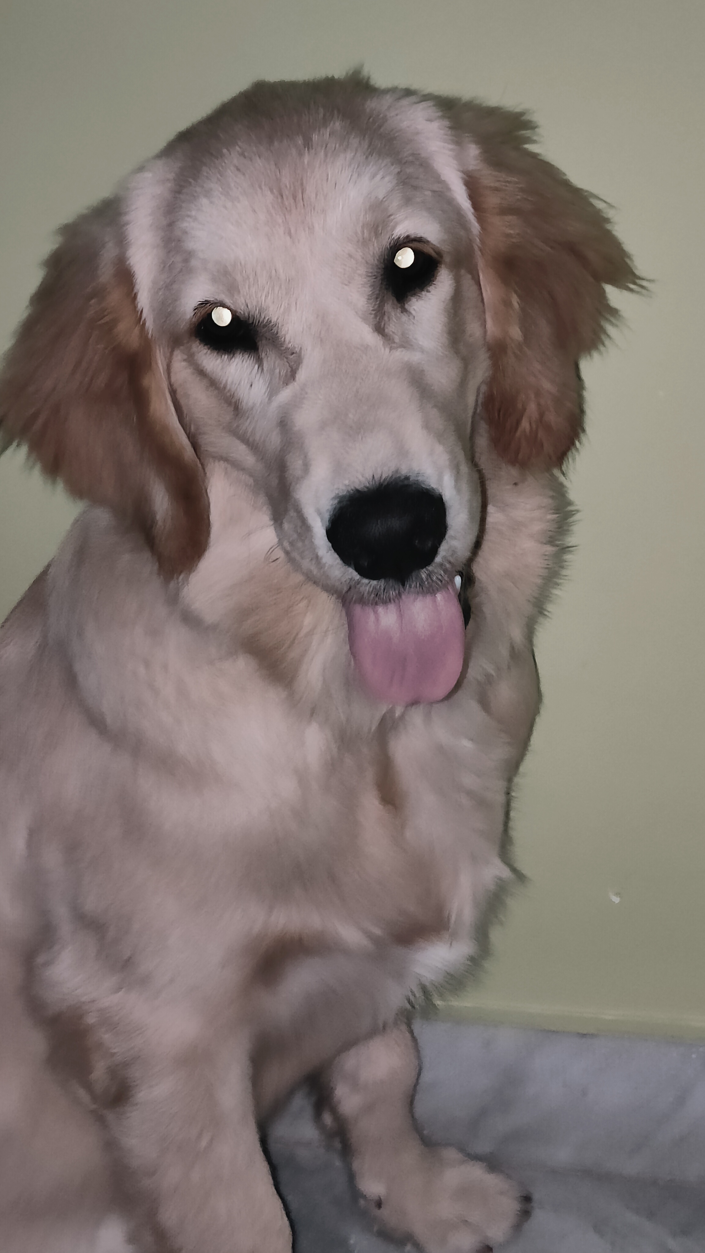 GOLDEN RETRIEVER