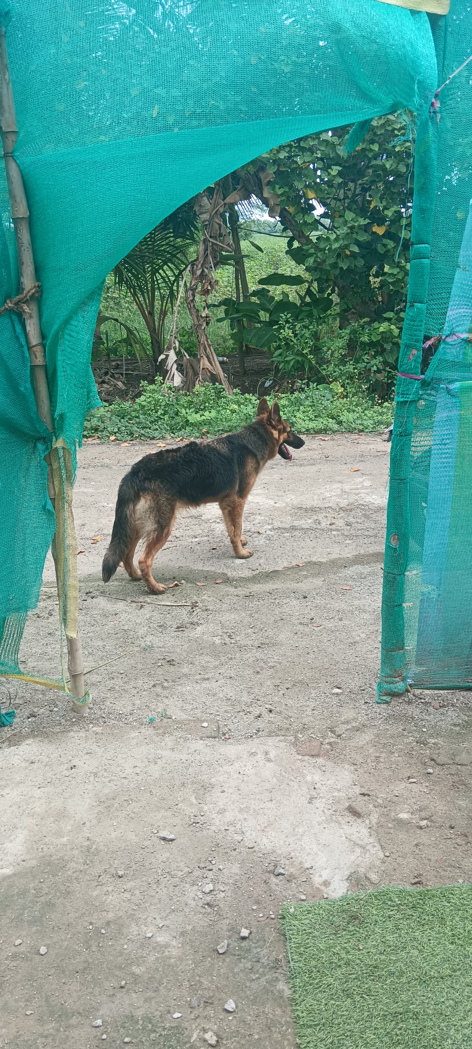 Dog