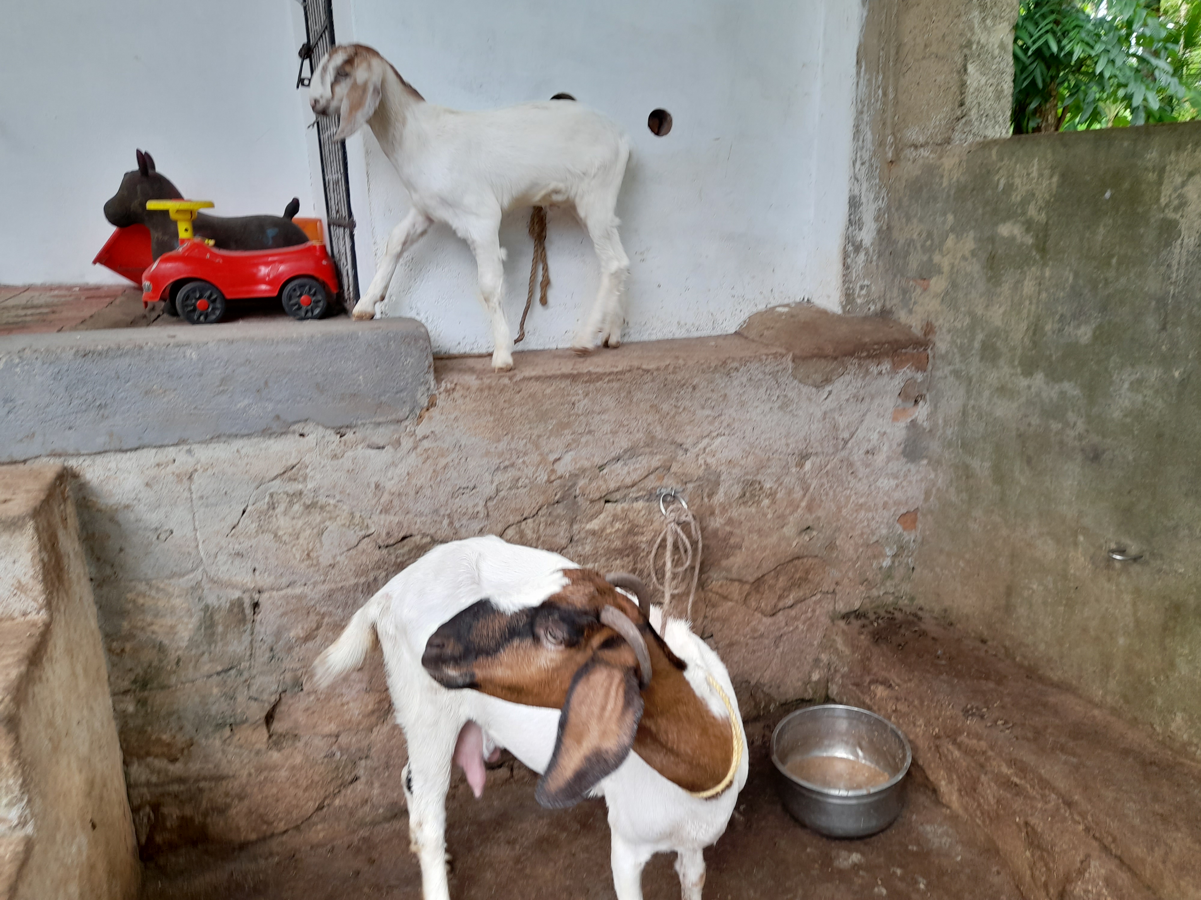 Goat for sale
