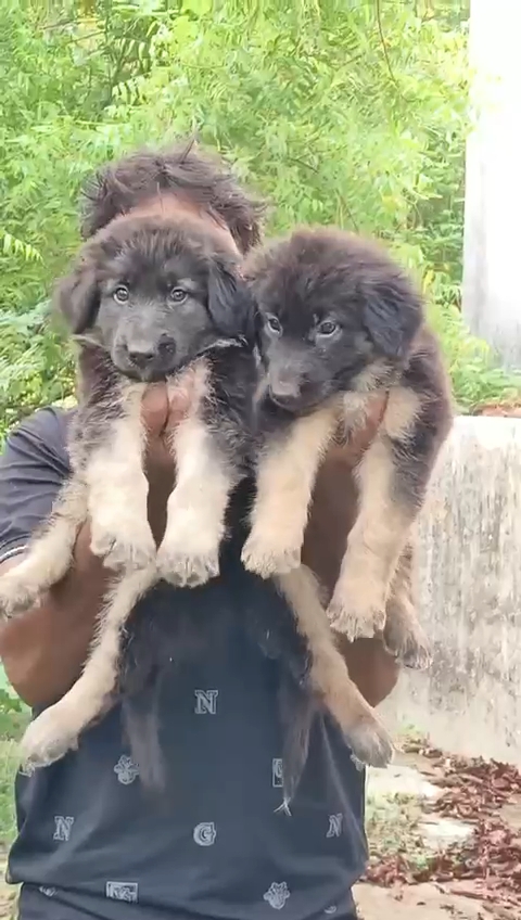 German shepherd