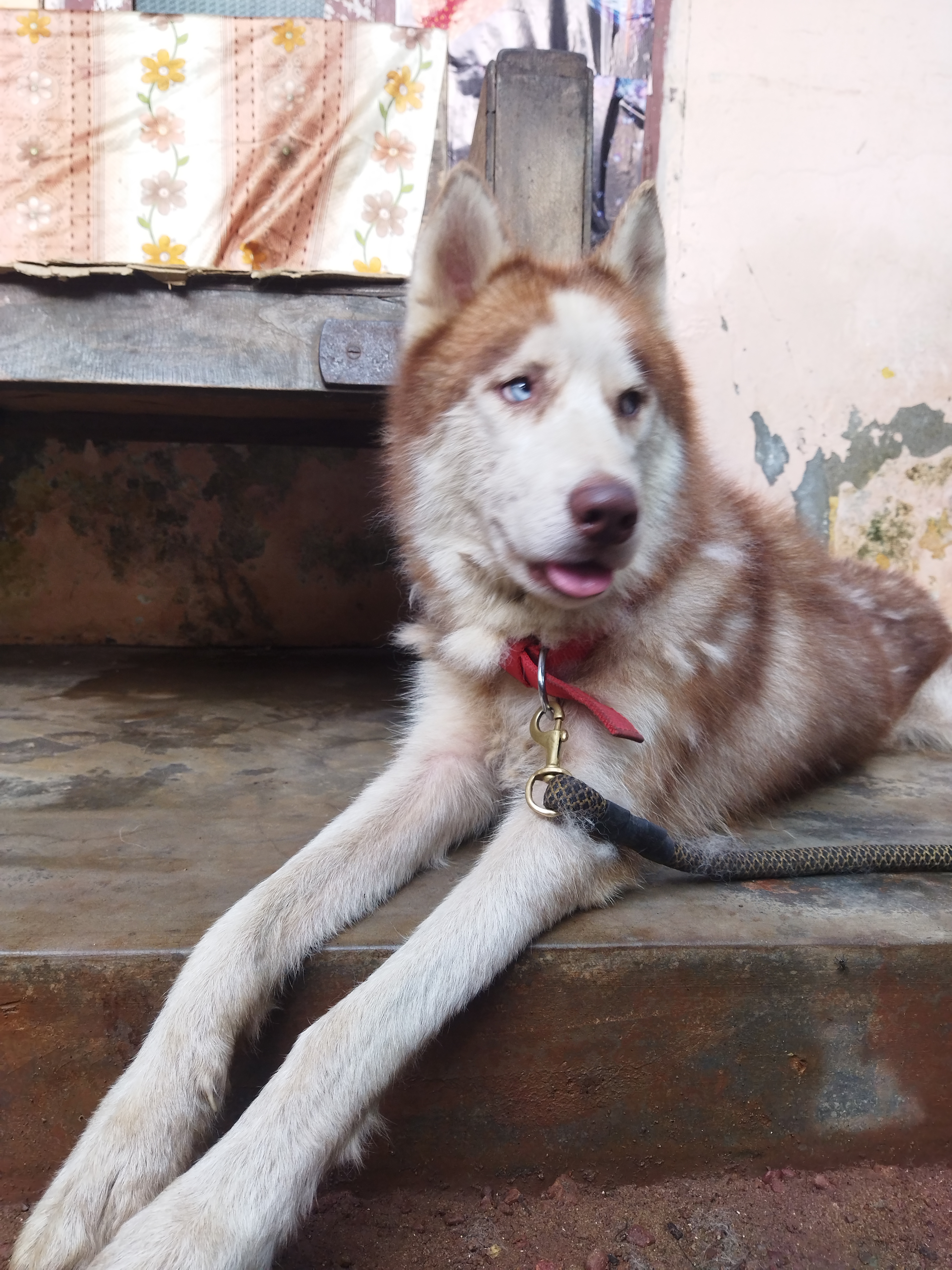 Siberian husky