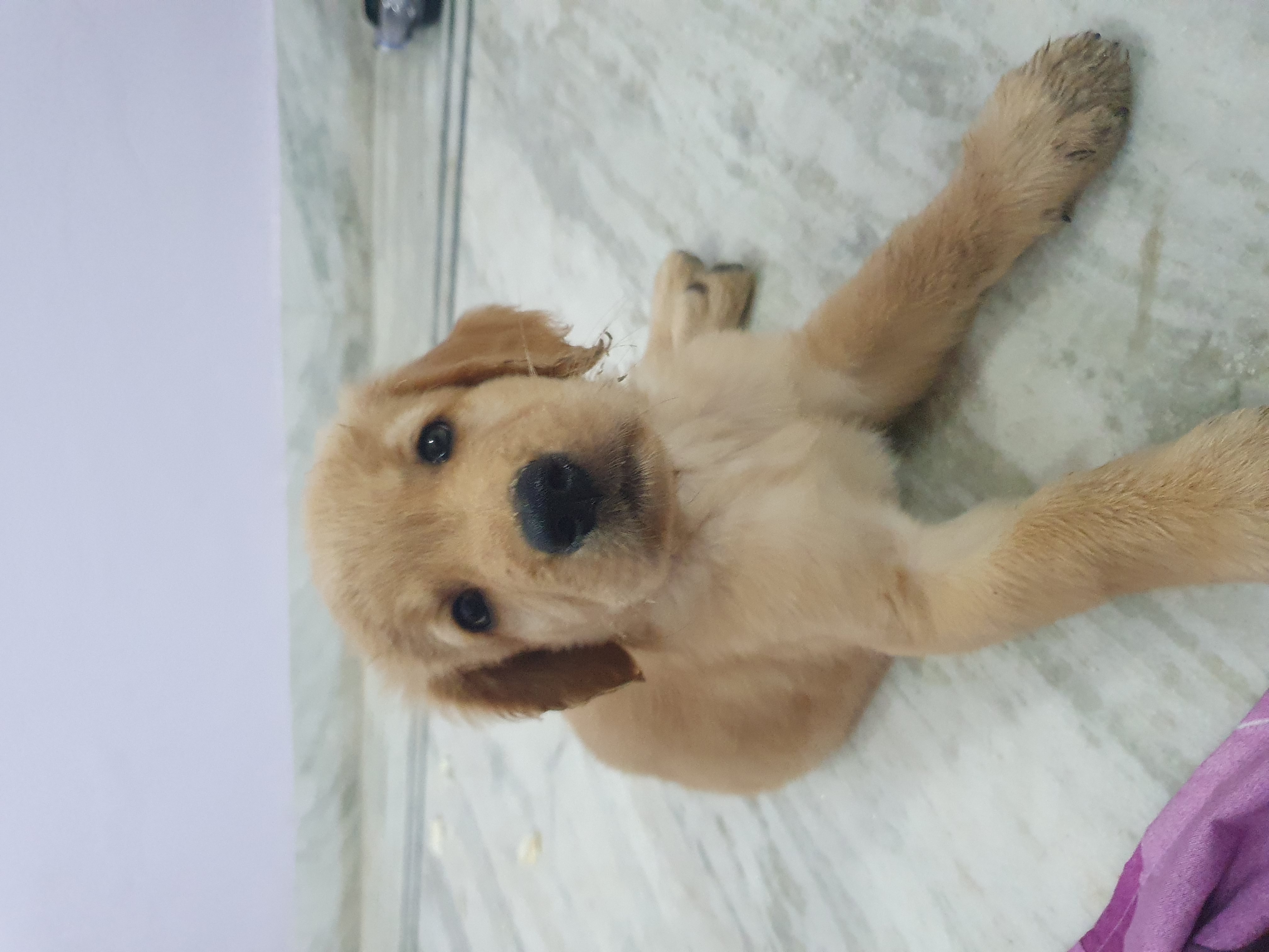 Golden Retriever Male pup