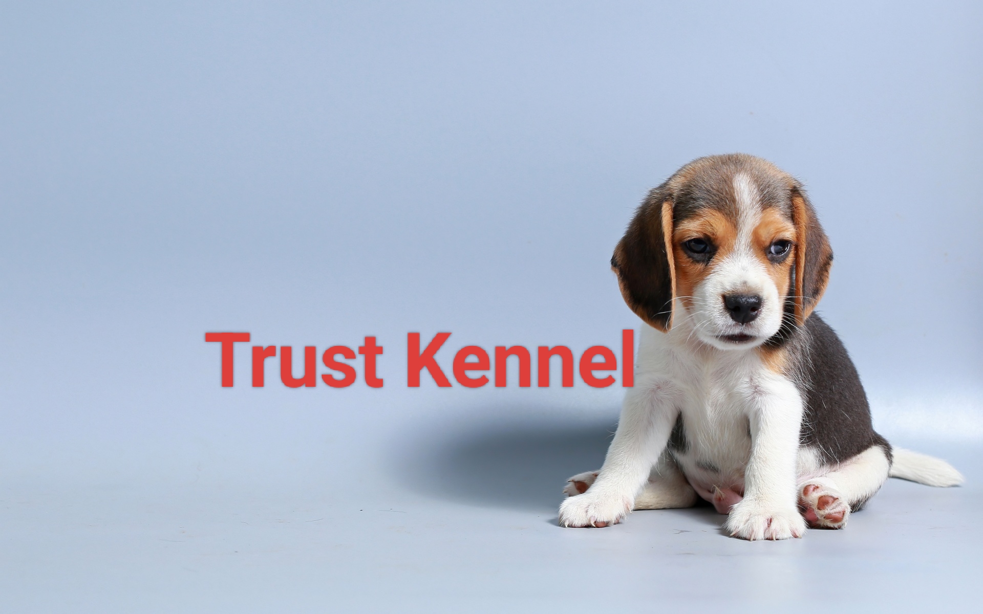 Beagle Pups For Sale Trust Kennel