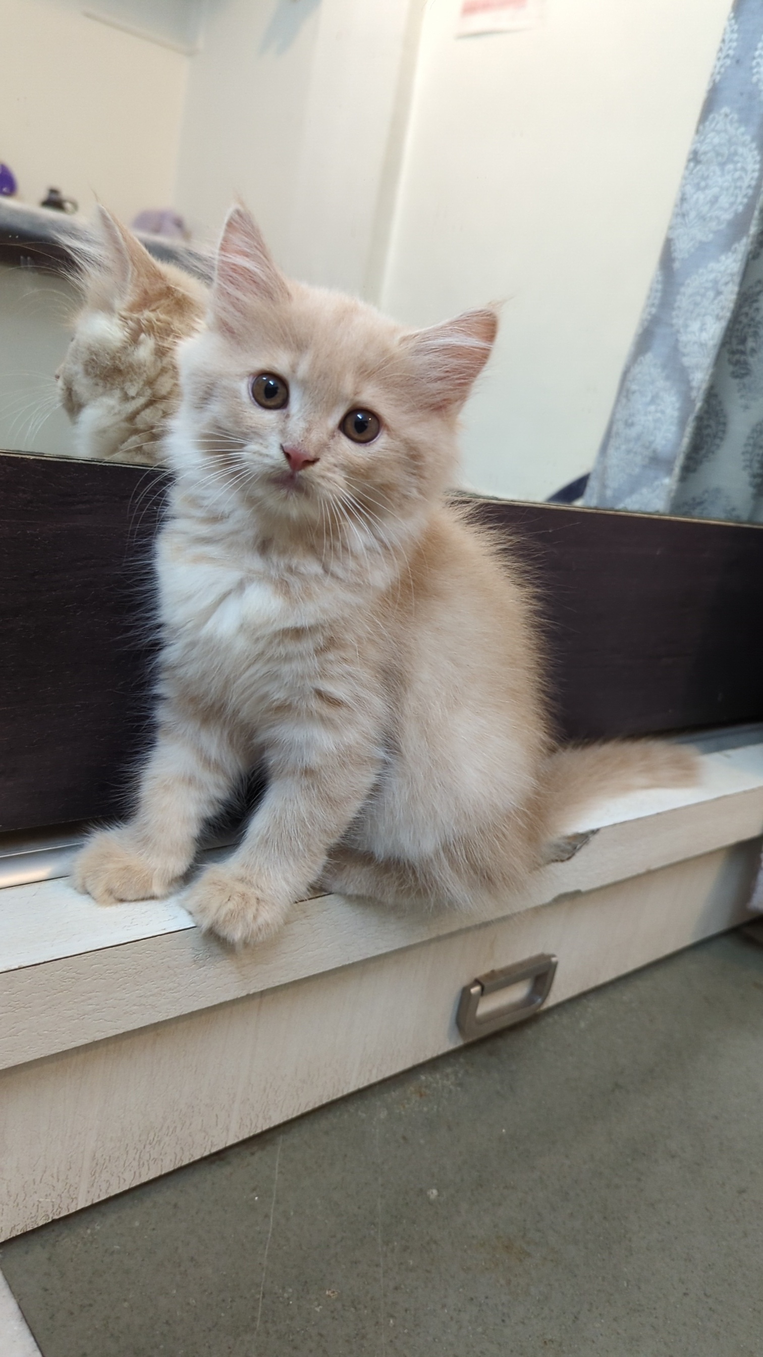 Persian cat